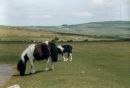 {Dartmoor Ponys}